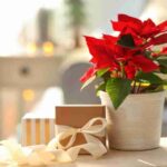 5 flowers to Gift this Christmas