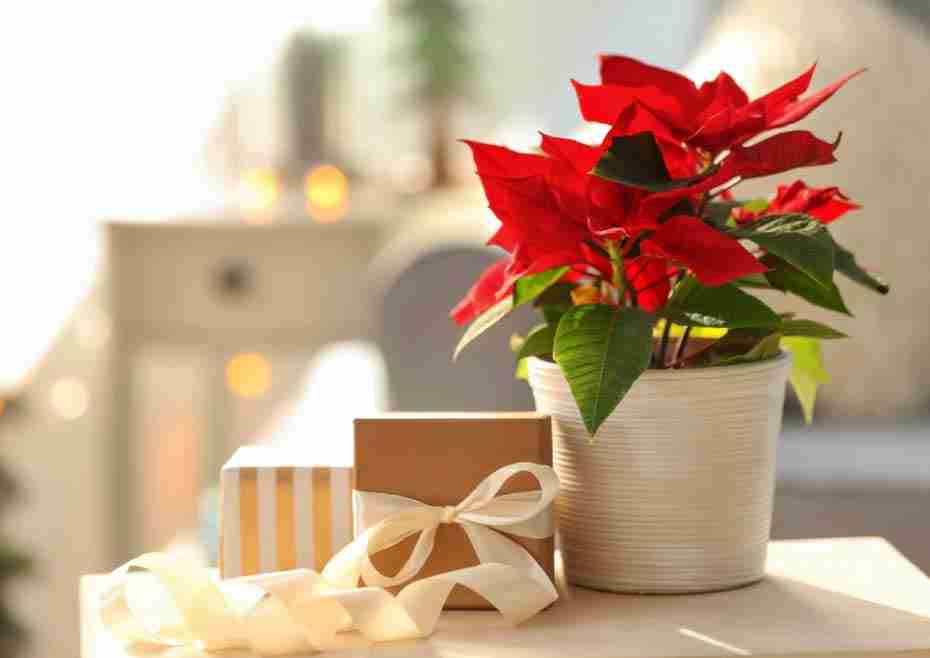5 flowers to Gift this Christmas