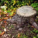 Should You Hire A Stump Grinding Expert?