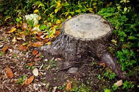 Should You Hire A Stump Grinding Expert?