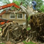 5 Different Tasks That A Tree Service Company Can Do For You