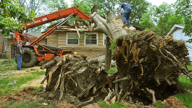 5 Different Tasks That A Tree Service Company Can Do For You