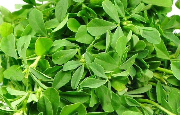 Fenugreek Farming Complete – Essential Steps And Requirements￼