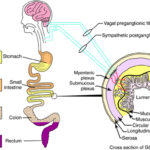 Gastrointestinal drugs market Size to Expand Significantly by the End of 2027.