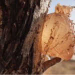 Gum Arabic Market Trends and Forecast Up To 2027