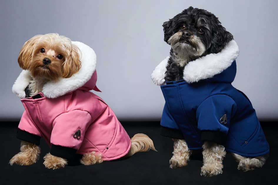 Benefits of Using Dog Jackets for Your Pet