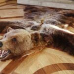 Bear Skin Rugs For Sale: Timeless Elegance And Rustic Charm For Your Home